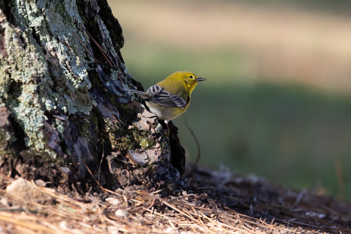 Pine Warbler - ML288763981