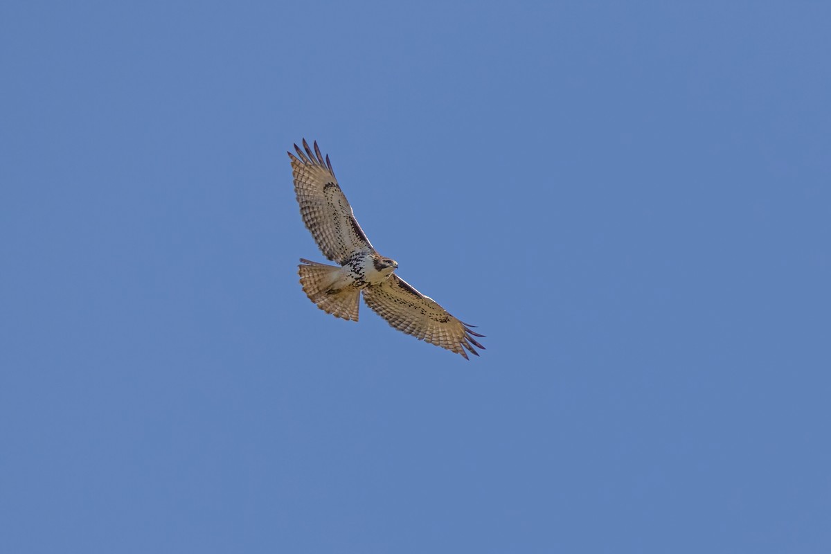 Red-tailed Hawk - ML288764051