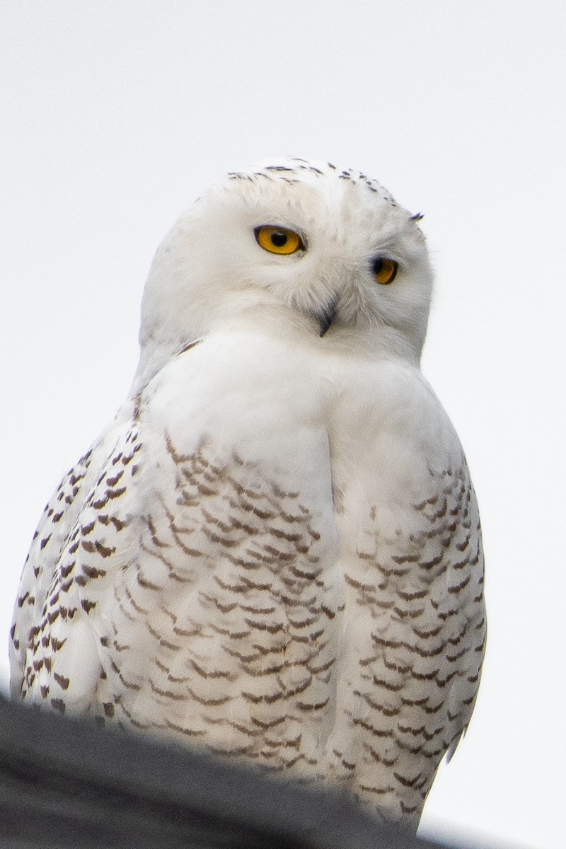 Snowy Owl - JORDAN RUDD