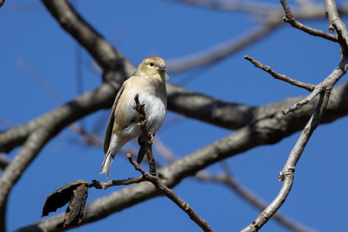 American Goldfinch - ML288764301