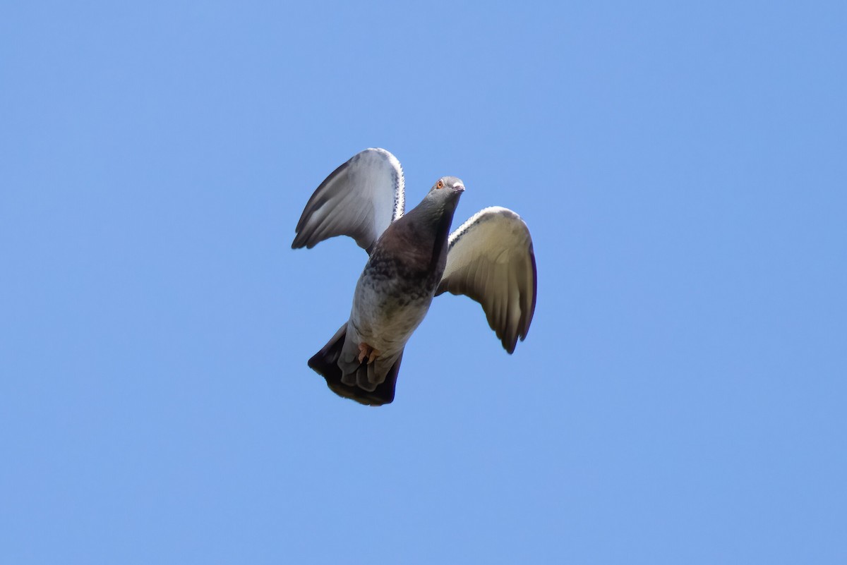 Rock Pigeon (Feral Pigeon) - ML288764311