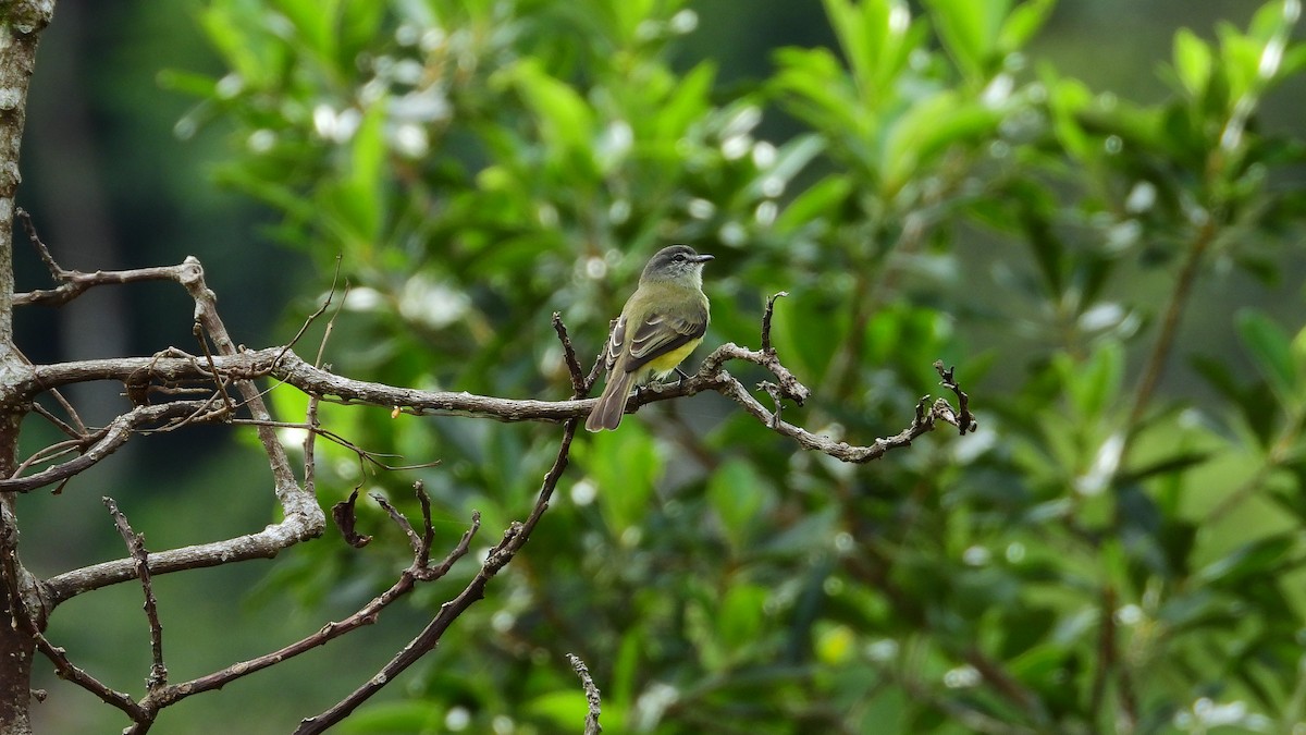 Sooty-headed Tyrannulet - ML288764401