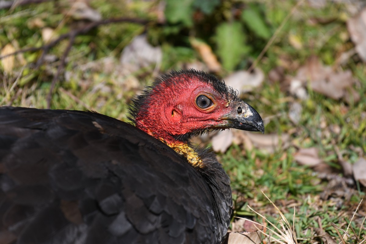 Australian Brushturkey - ML288764481