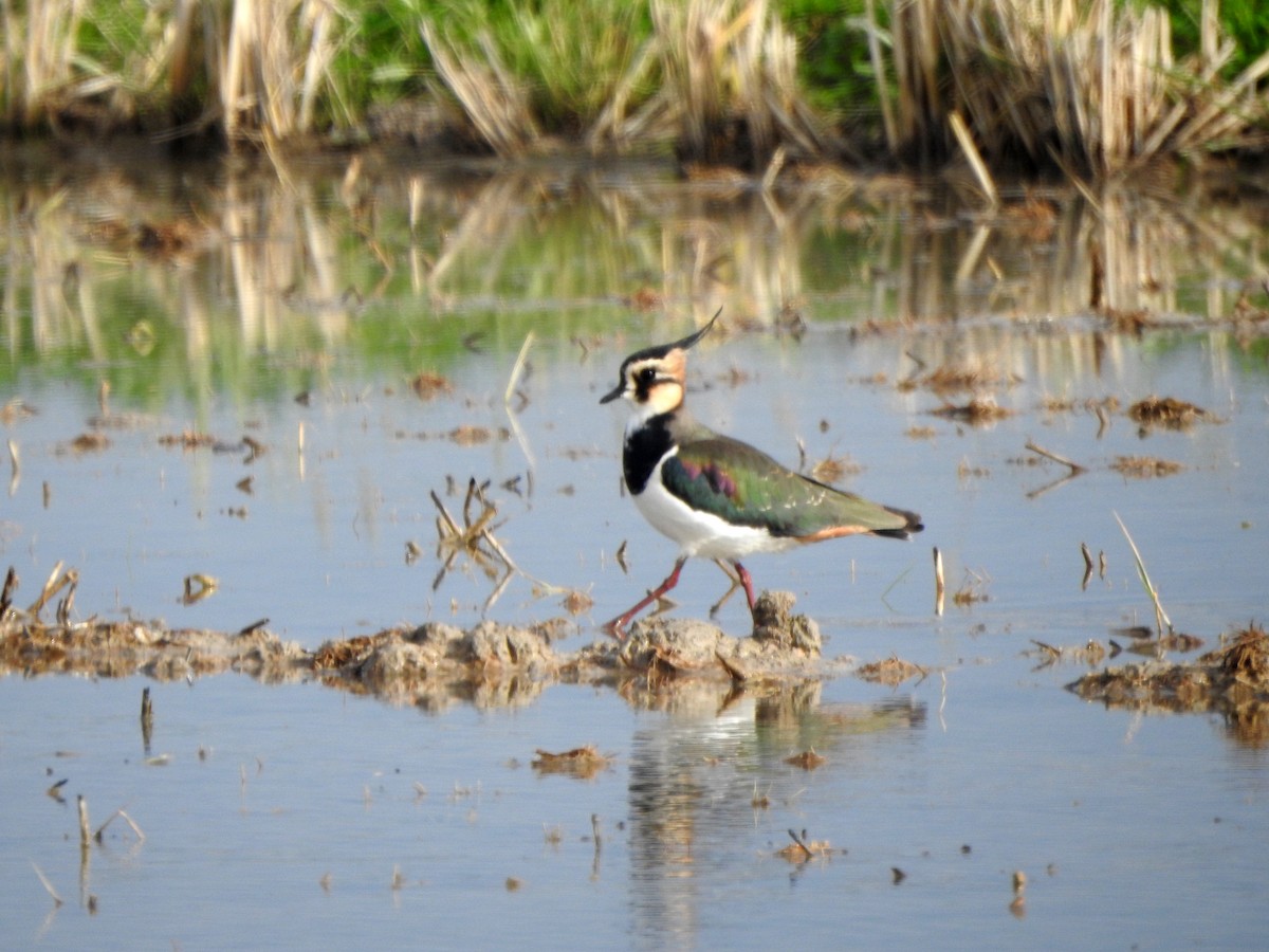 Northern Lapwing - Pep Cantó