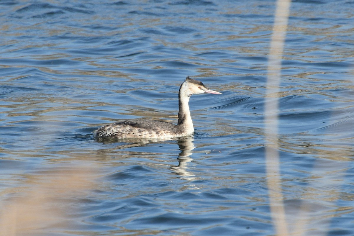 Great Crested Grebe - ML288767461