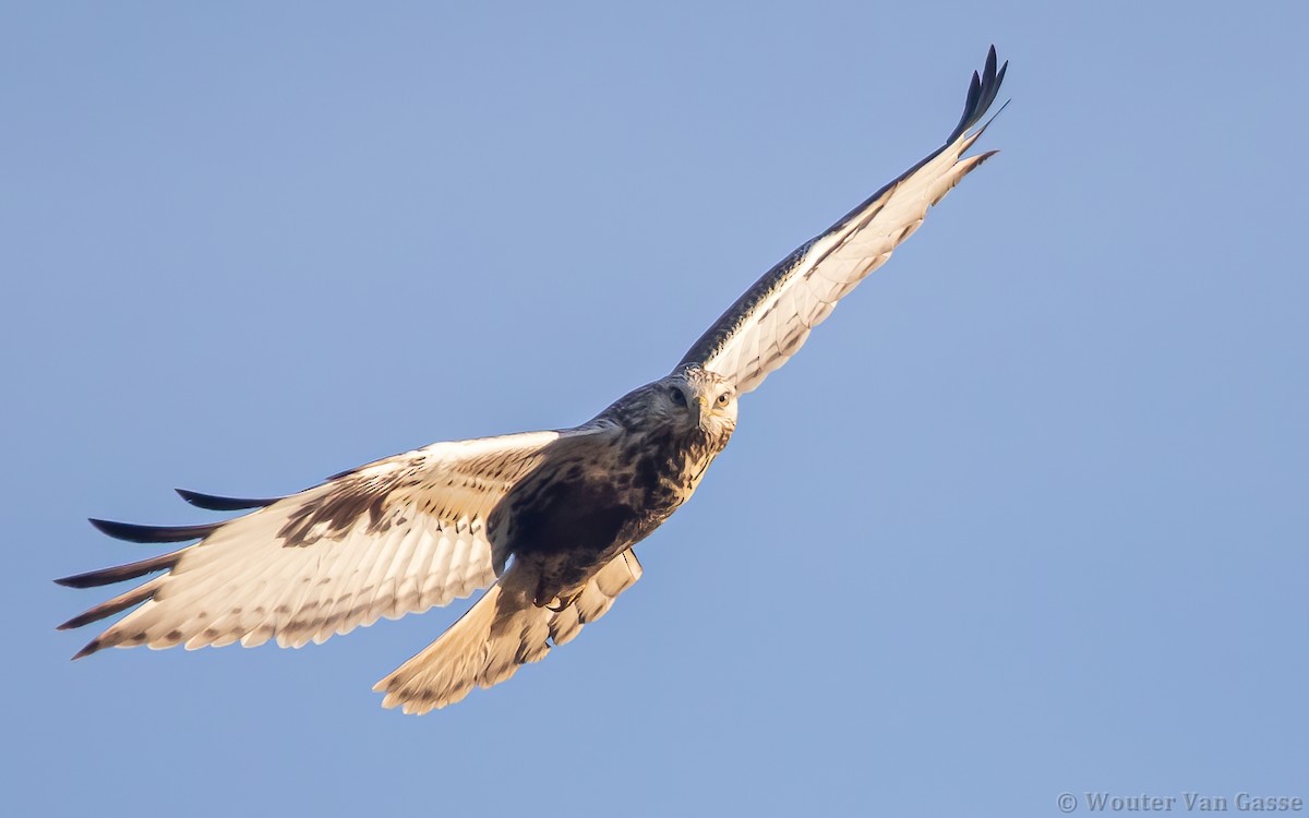 Rough-legged Hawk - Wouter Van Gasse