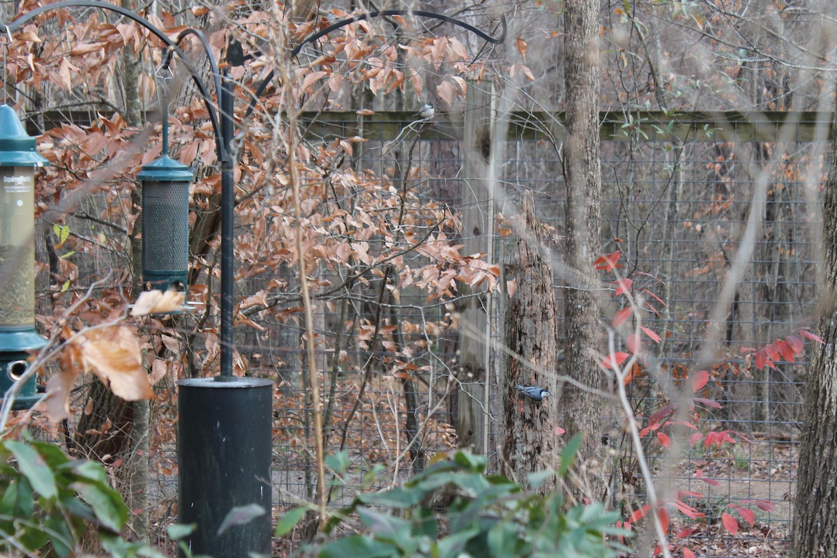 White-breasted Nuthatch - ML288773571