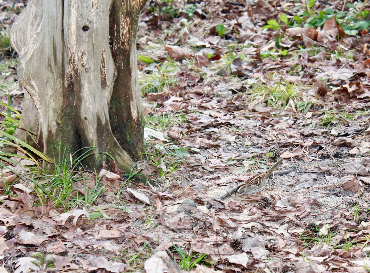 White-throated Sparrow - ML288773601