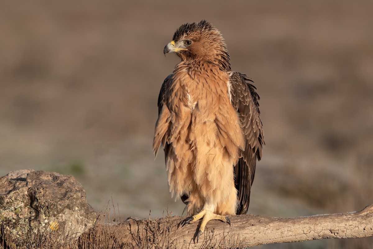 Águila Perdicera - ML288774161