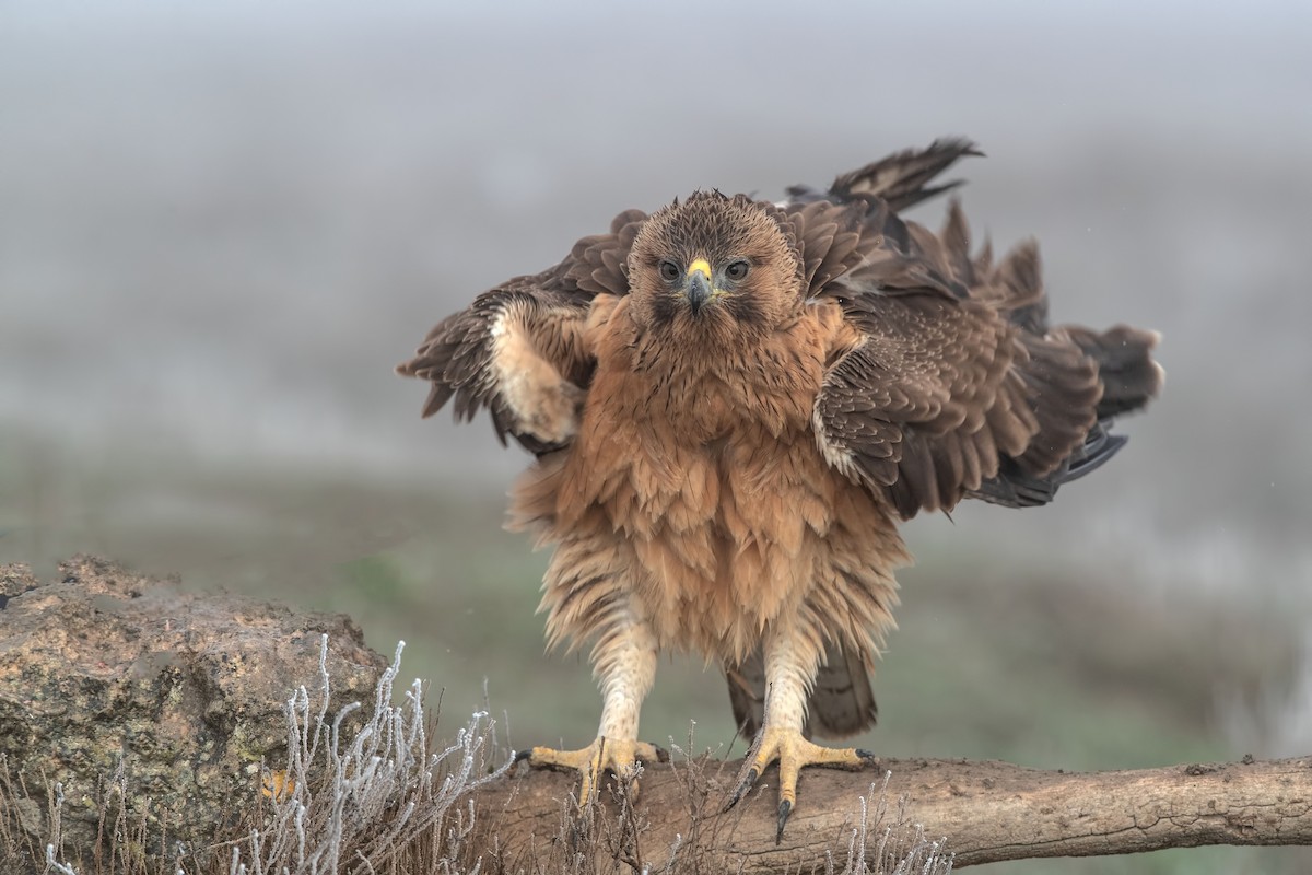 Águila Perdicera - ML288774211