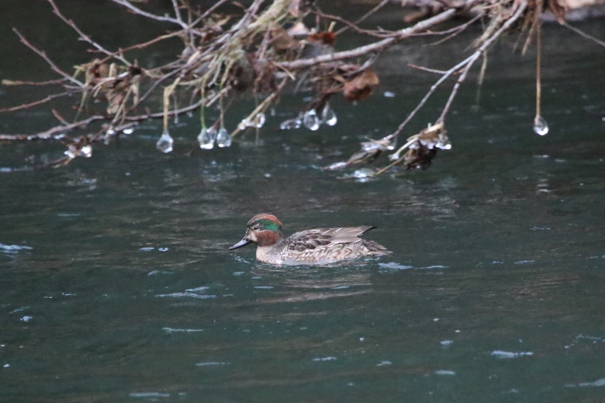 Green-winged Teal - ML288774221