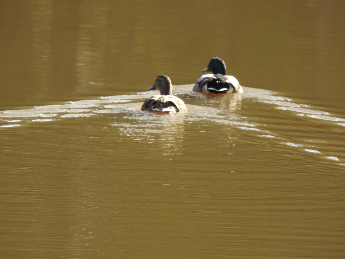 Mallard - Nan Dewire