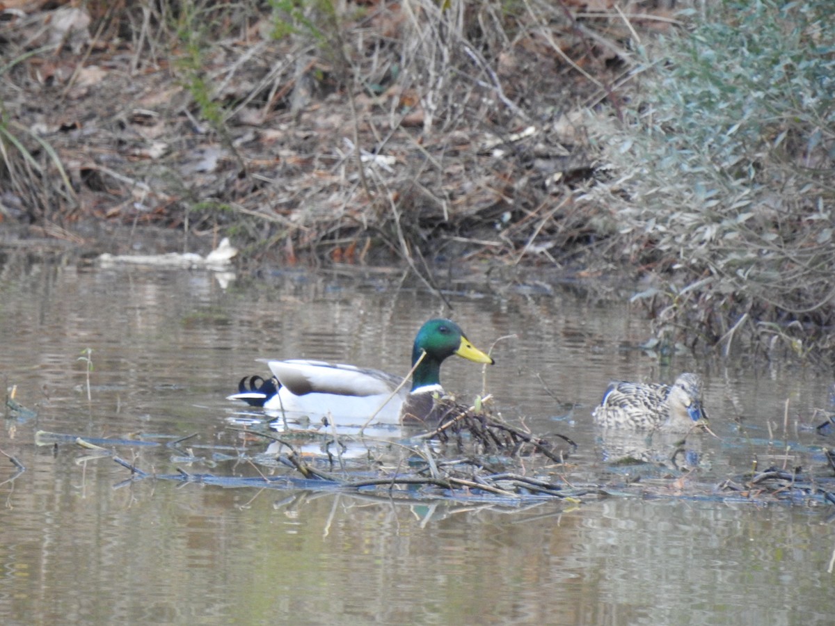 Mallard - ML288774381