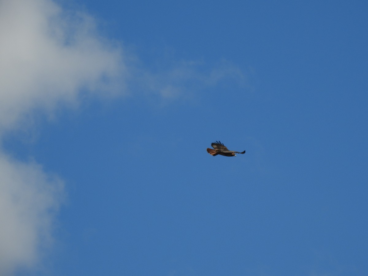 Red-tailed Hawk - ML288774811