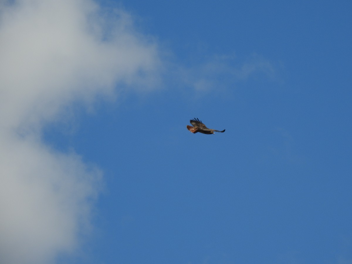 Red-tailed Hawk - ML288774821