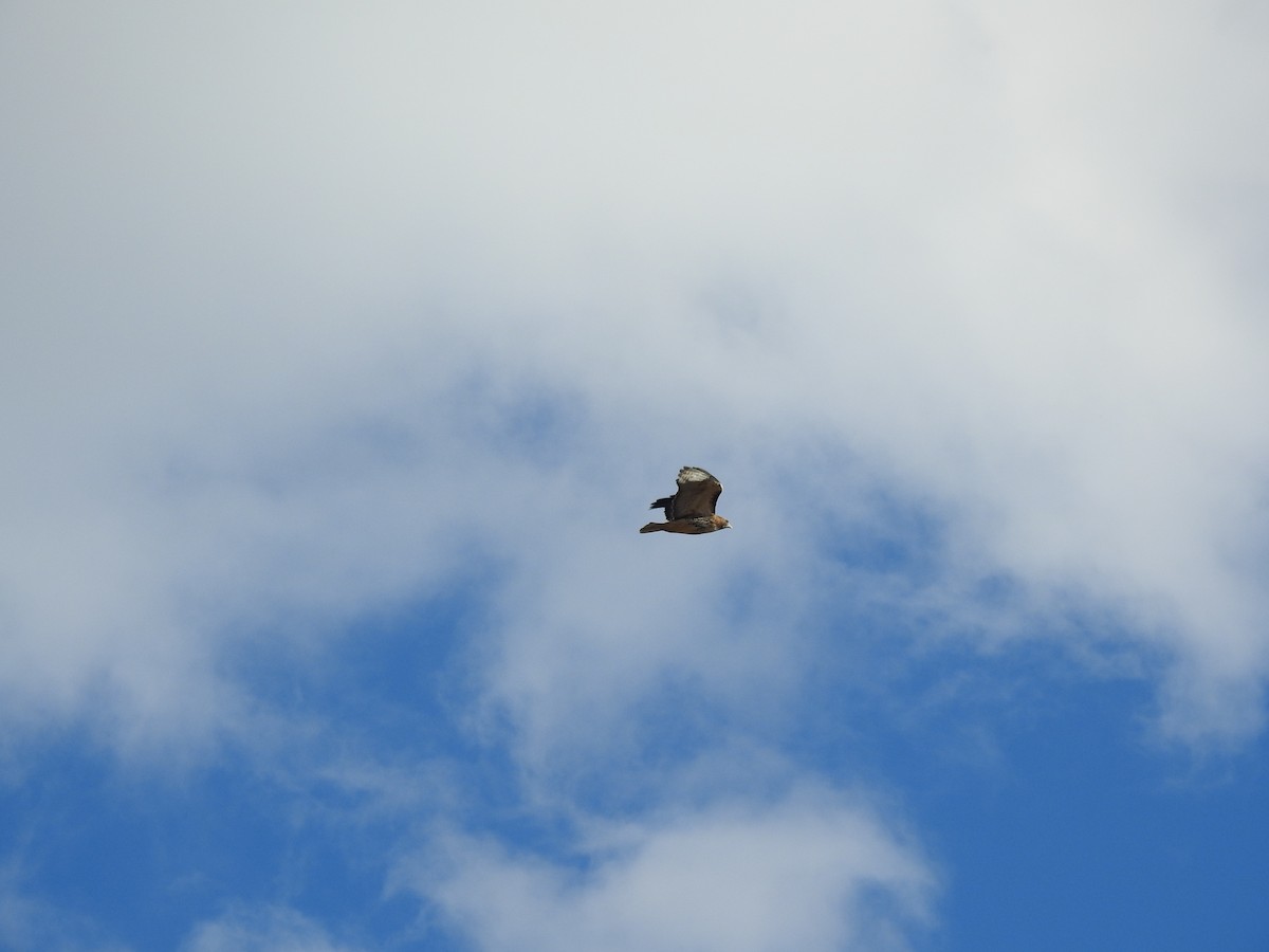 Red-tailed Hawk - ML288774841