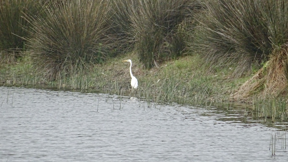 Great Egret - ML288781961