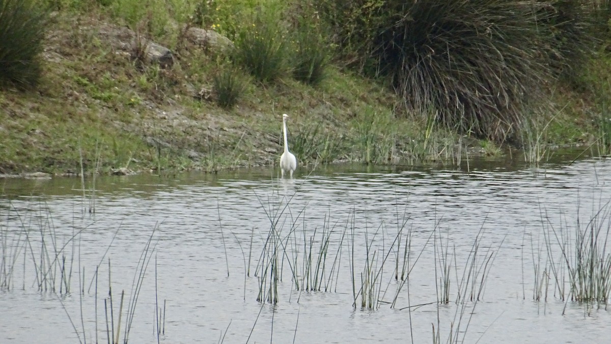 Great Egret - Hector Marti