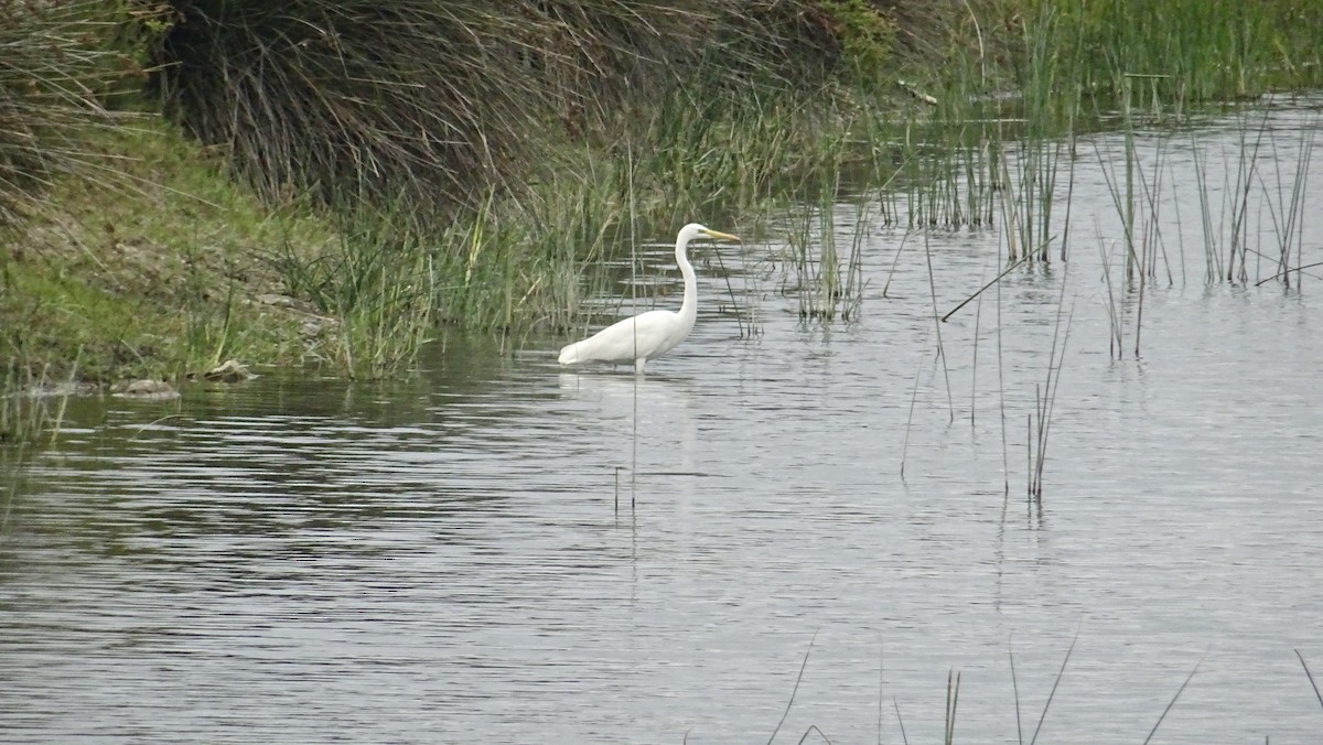 Great Egret - Hector Marti