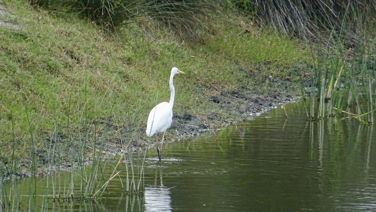 Great Egret - Hector Marti