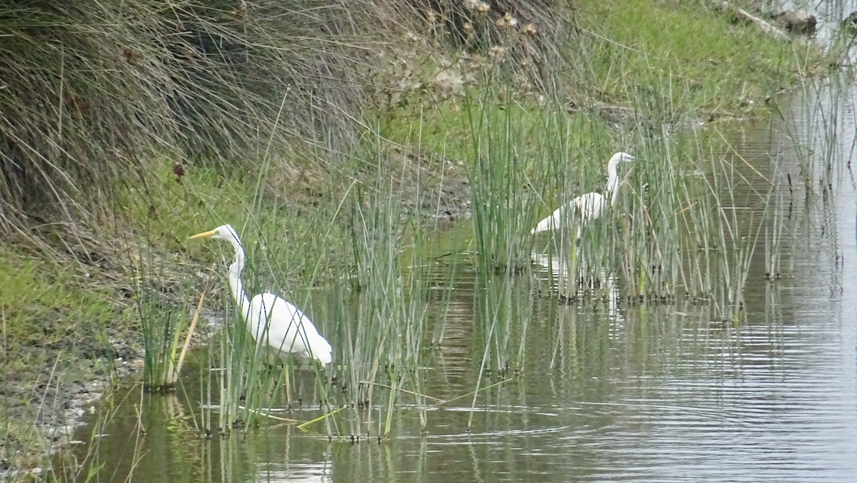 Great Egret - ML288782001