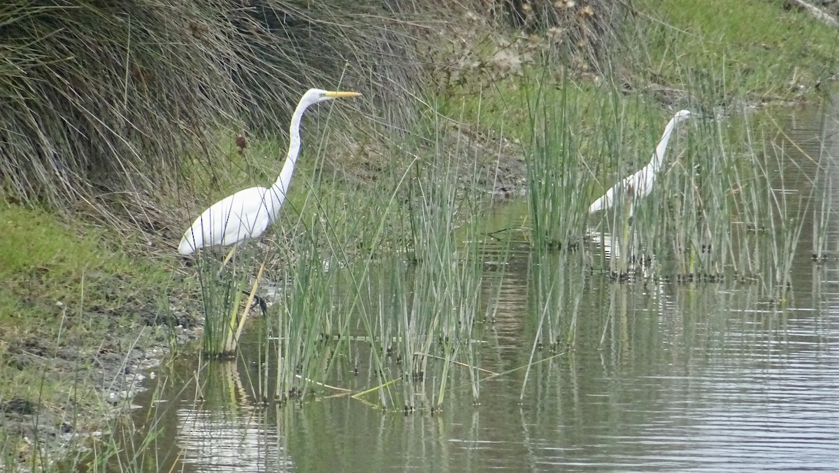 Great Egret - ML288782011