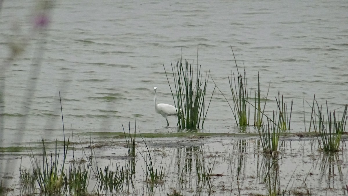 Great Egret - Hector Marti