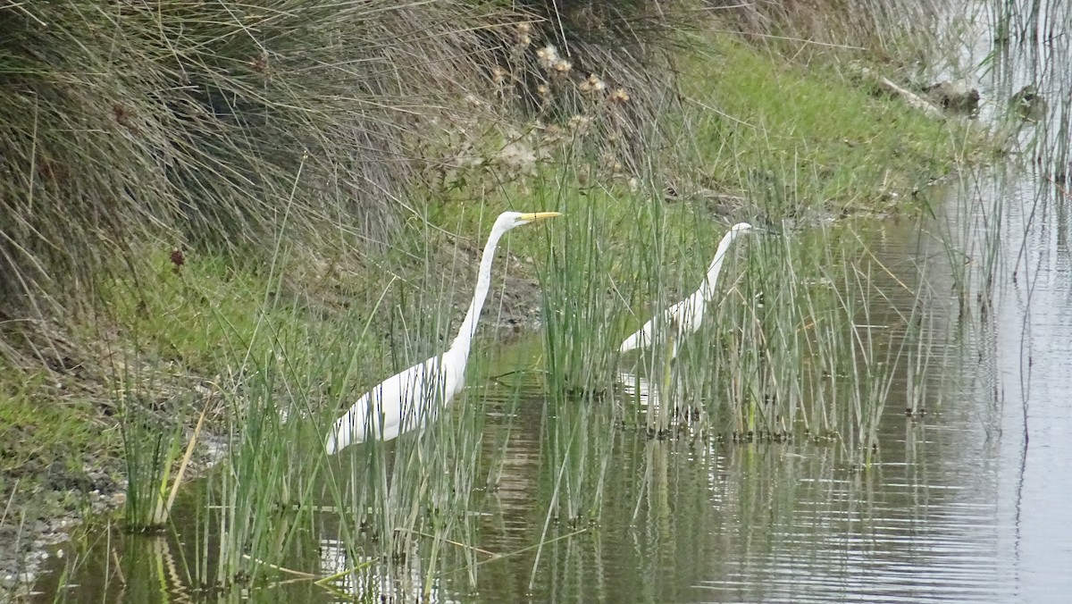 Great Egret - Hector Marti