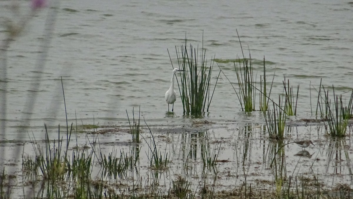 Great Egret - ML288782121