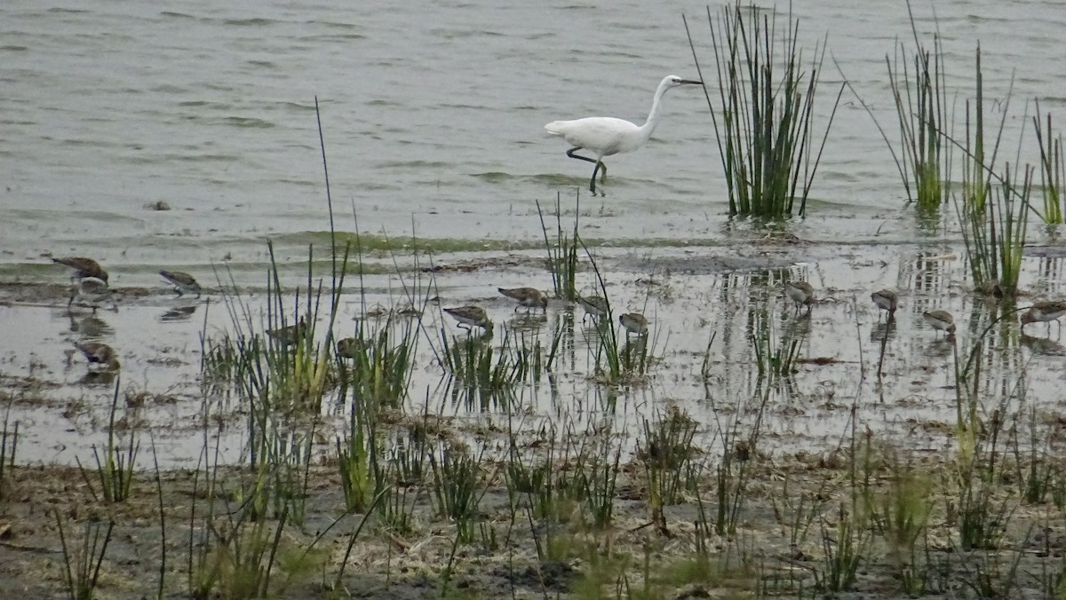 Great Egret - Hector Marti