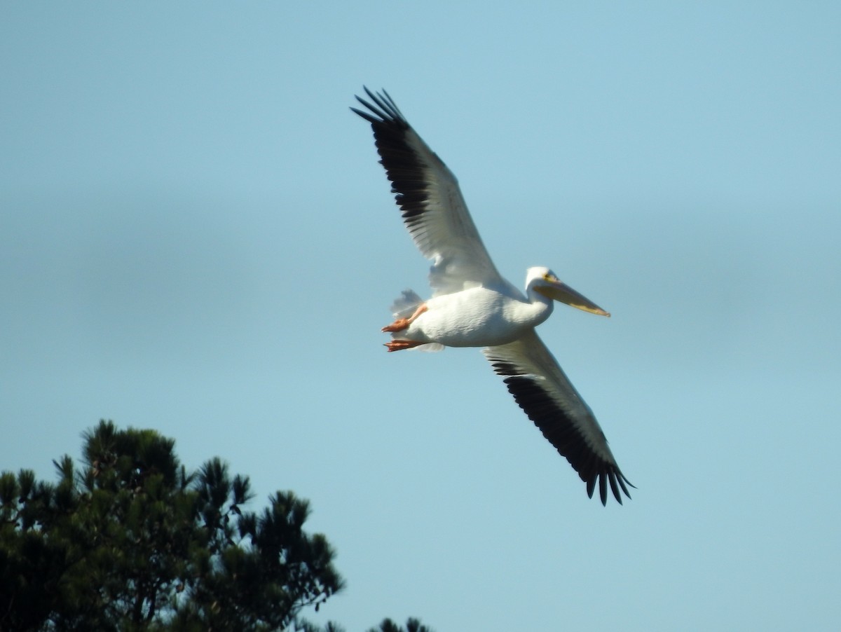 American White Pelican - bob butler