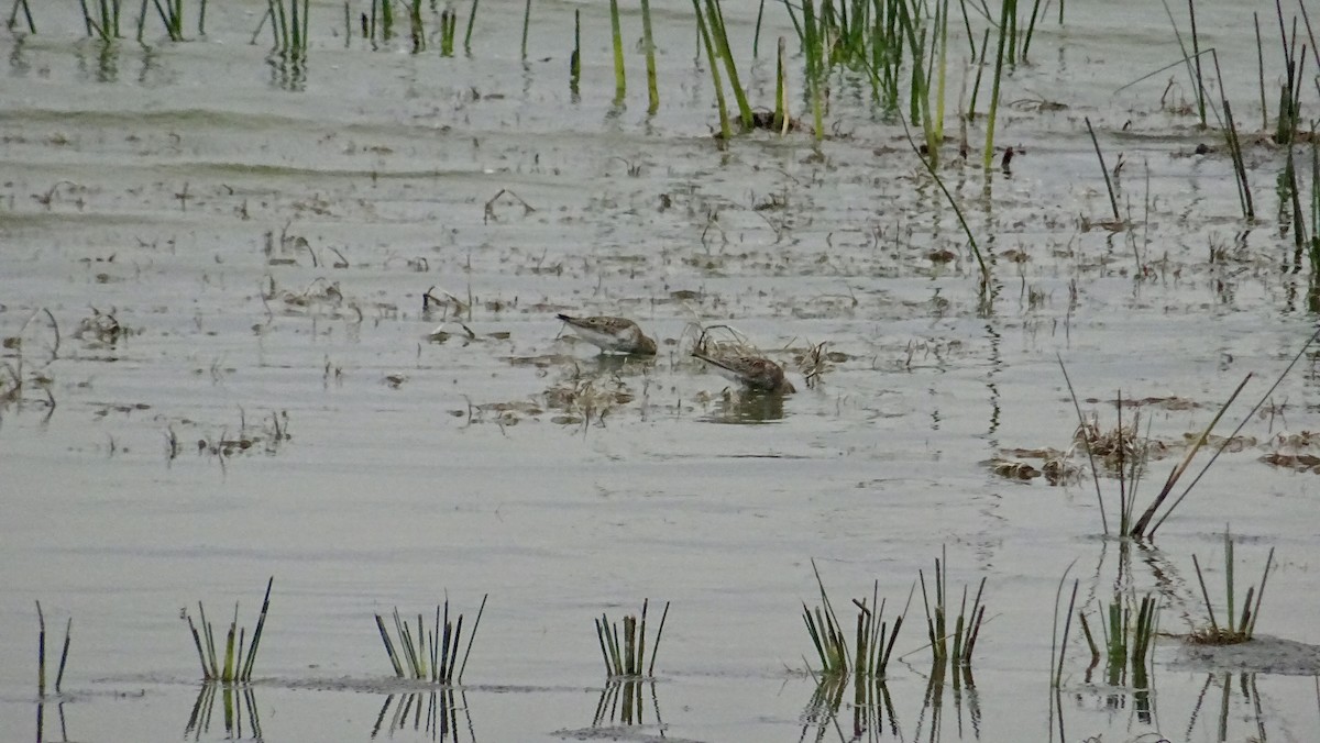 Dunlin - Hector Marti