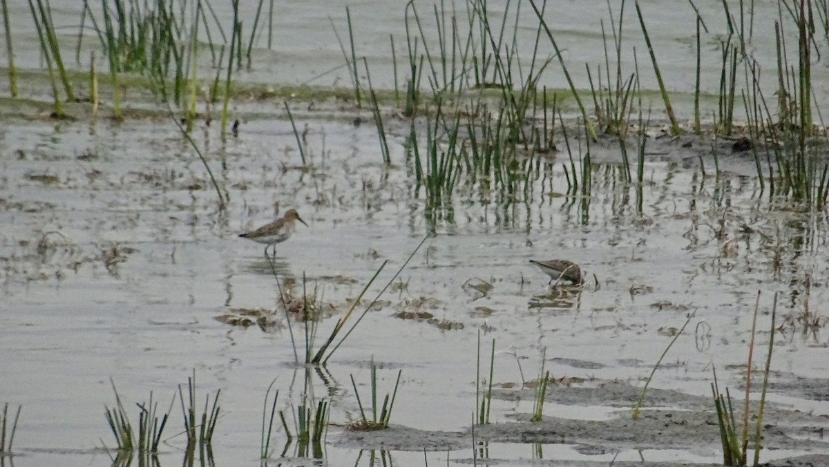 黑腹濱鷸 - ML288784481