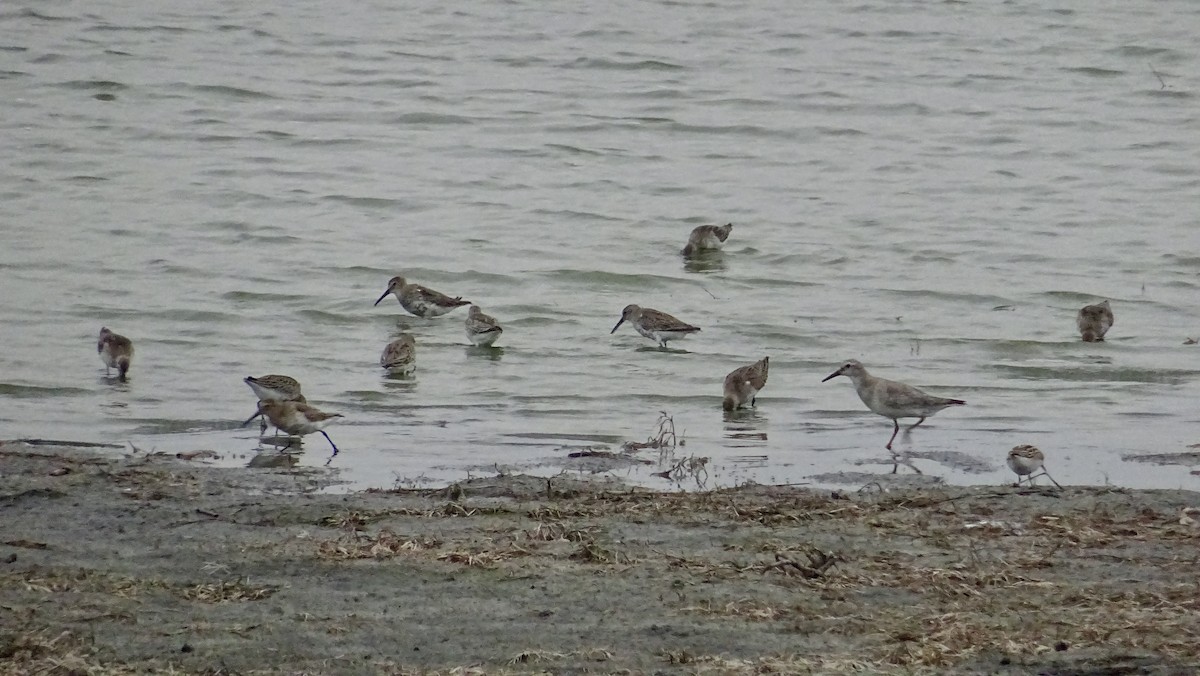 Dunlin - Hector Marti