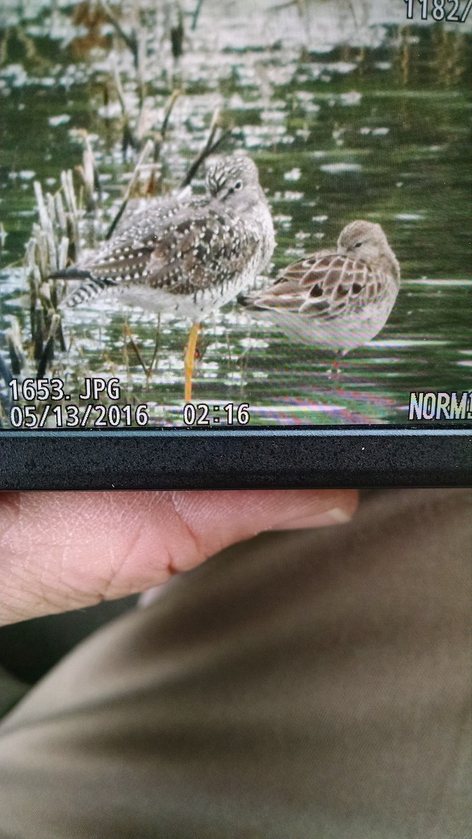 Ruff - ML28878691