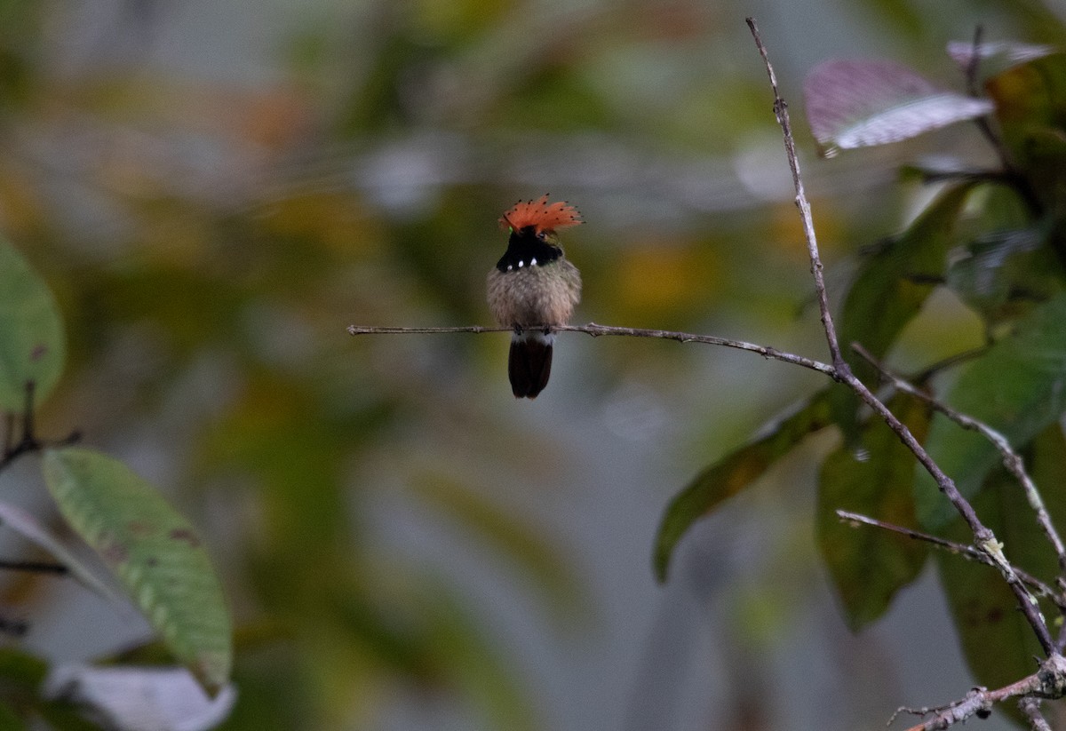 Spangled Coquette - Alex Boas