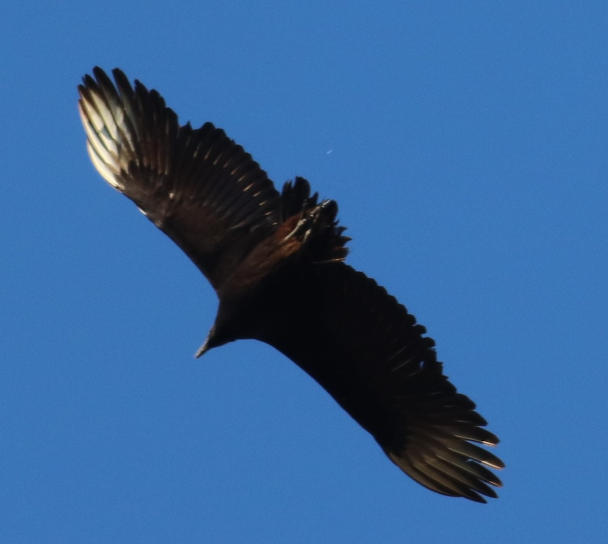 Black Vulture - Mitch Foret