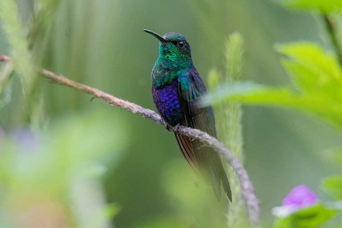 Fork-tailed Woodnymph - Alex Boas