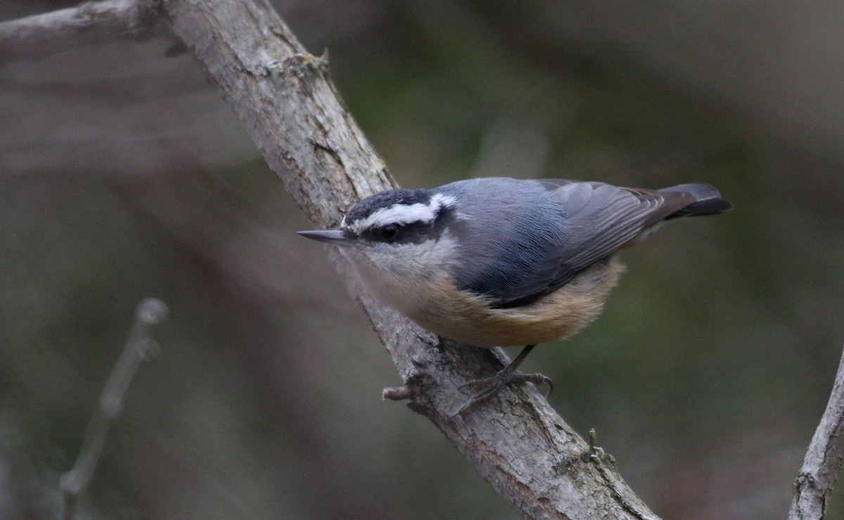 Red-breasted Nuthatch - ML288787731