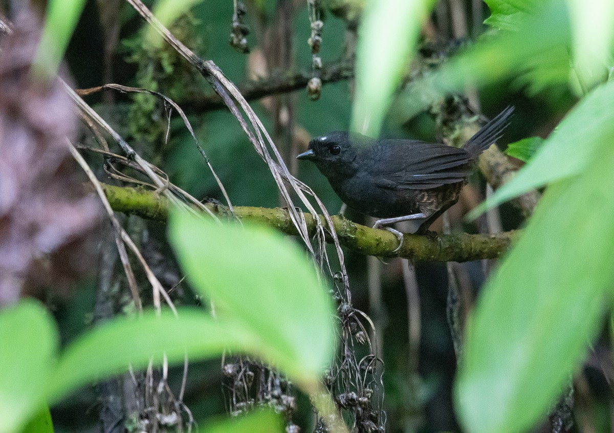 White-crowned Tapaculo - Alex Boas