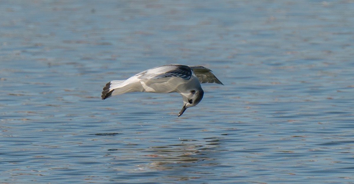 Little Gull - Rui Pereira | Portugal Birding