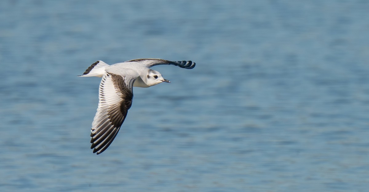 Little Gull - Rui Pereira | Portugal Birding