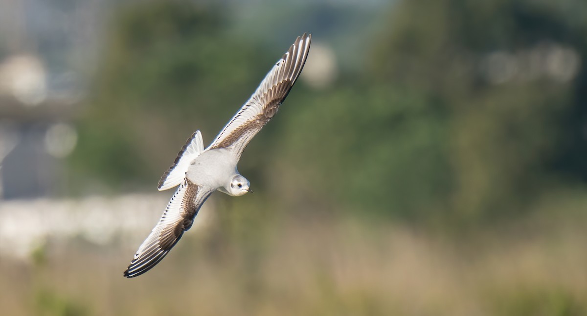 Little Gull - Rui Pereira | Portugal Birding