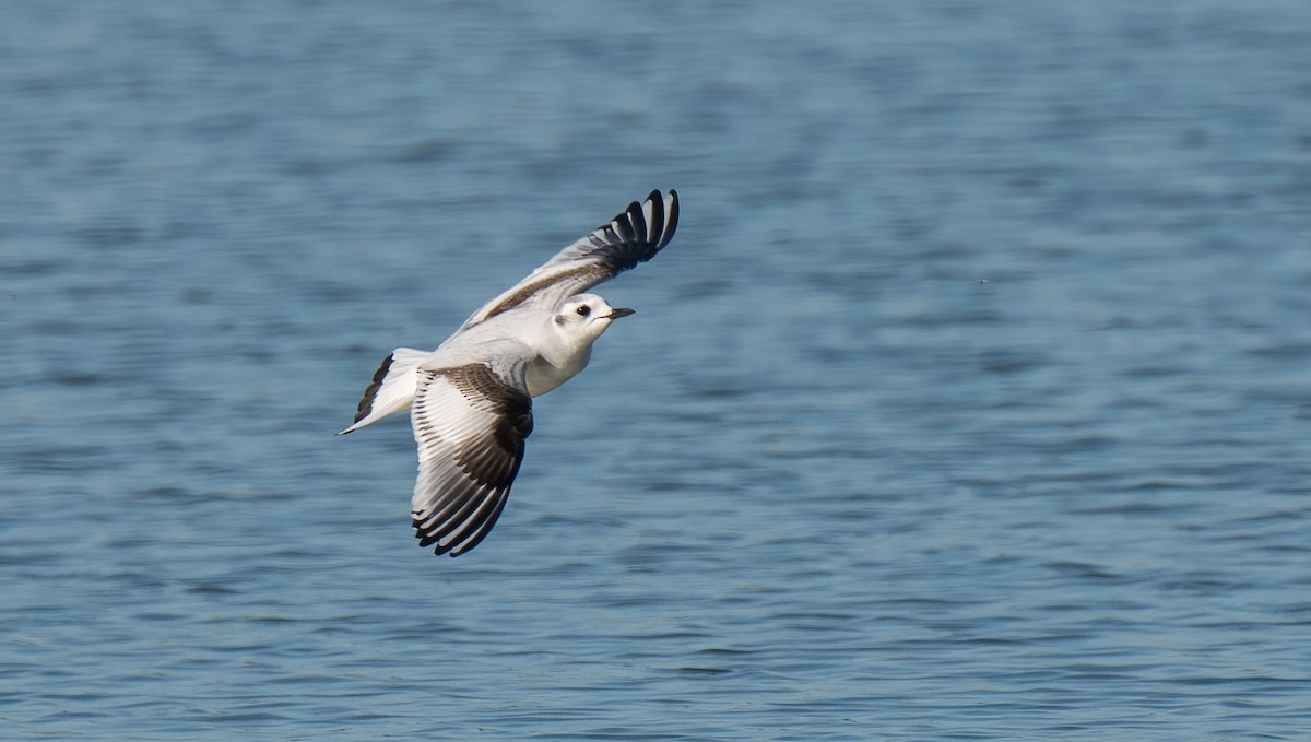 Little Gull - Rui Pereira | Portugal Birding