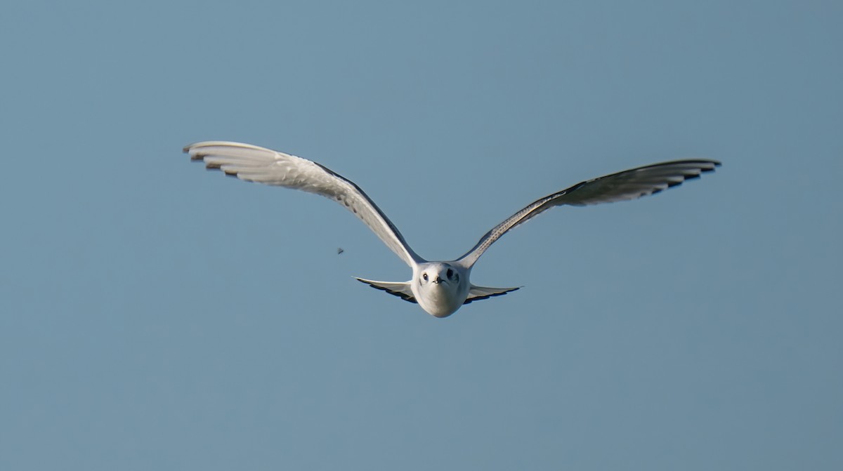 Little Gull - Rui Pereira | Portugal Birding