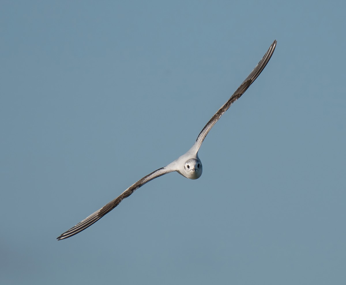 Little Gull - Rui Pereira | Portugal Birding