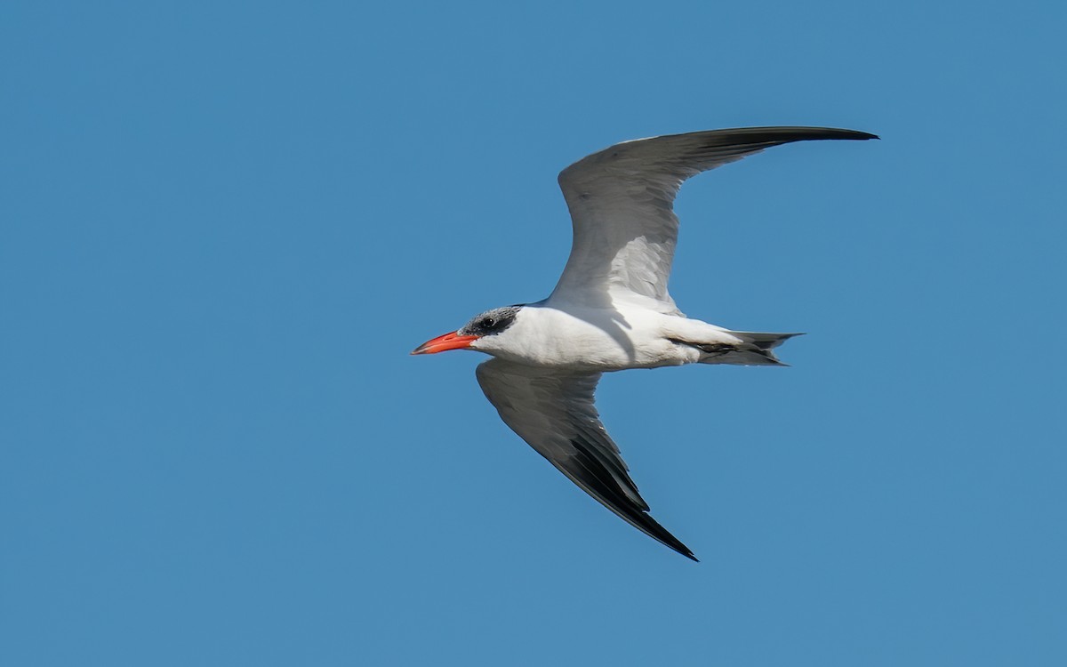 Caspian Tern - Rui Pereira | Portugal Birding