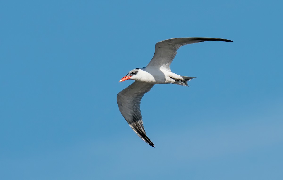 Caspian Tern - Rui Pereira | Portugal Birding