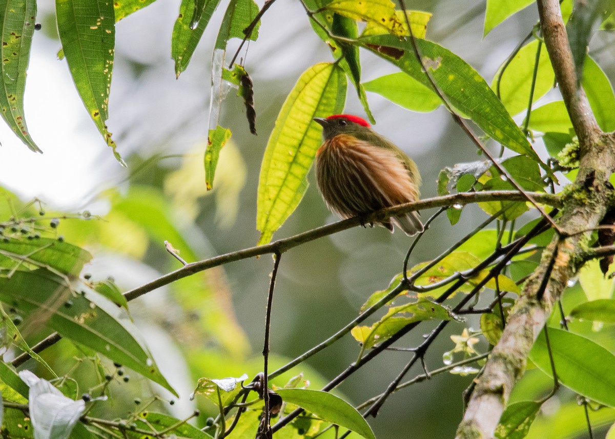 Striolated Manakin - ML288788311