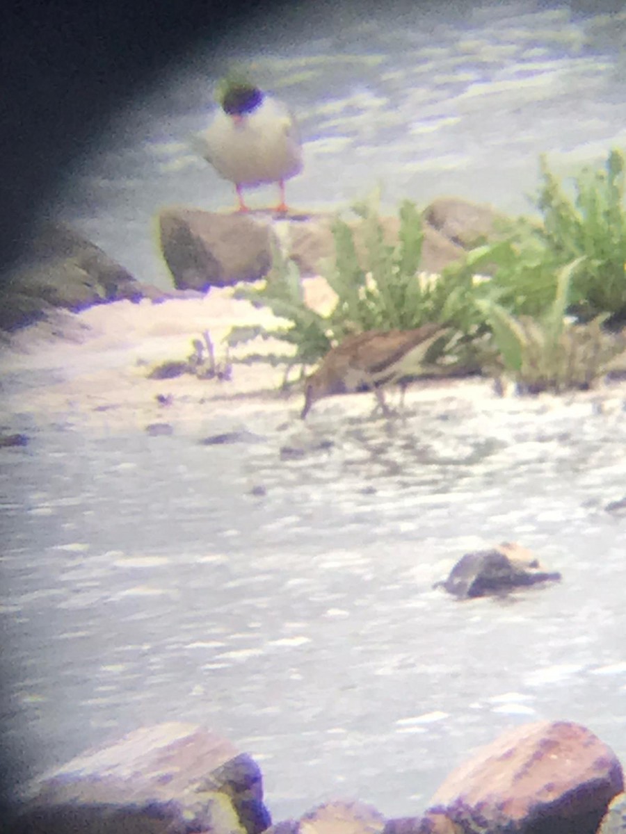 Dunlin - Tijmen Korving